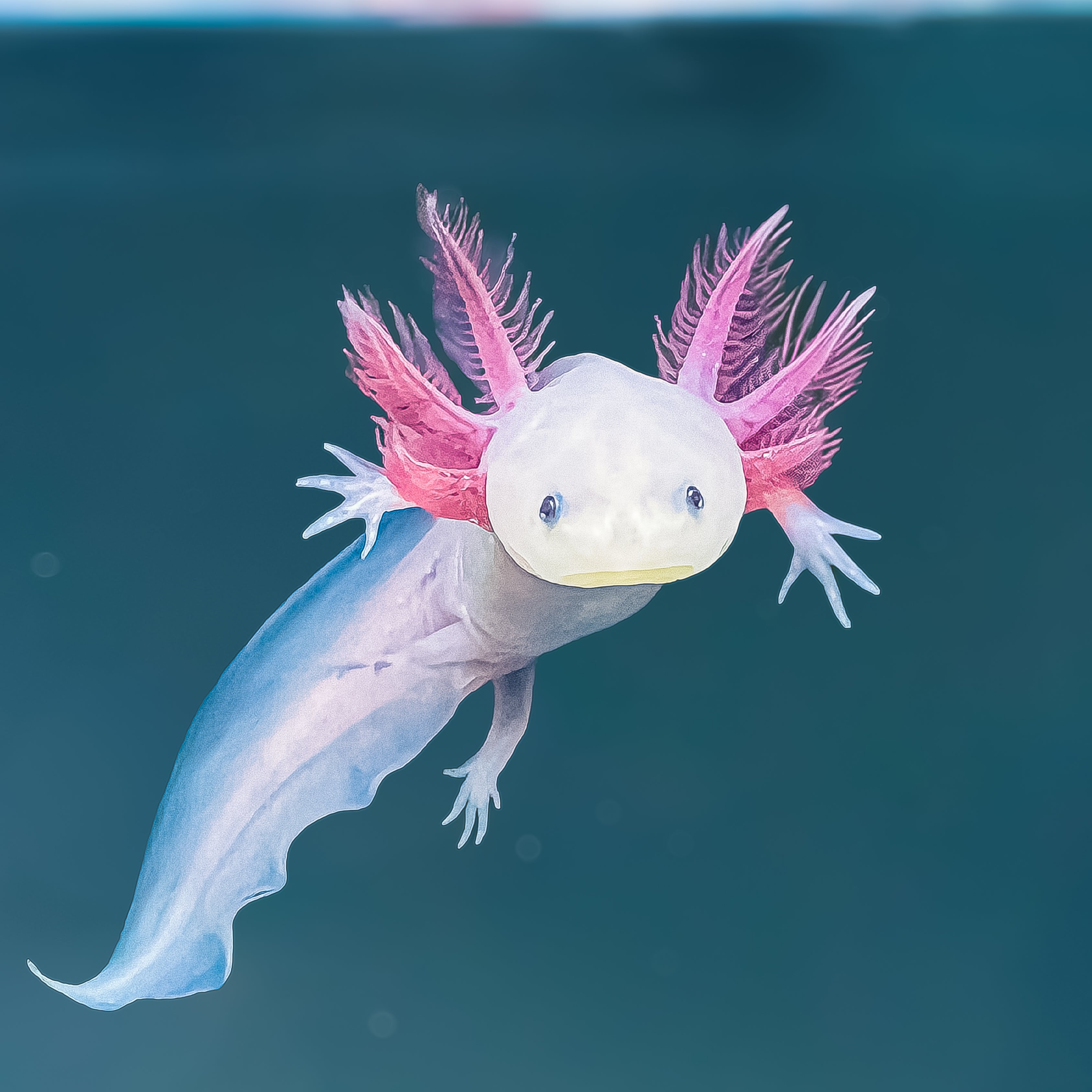 Axolotl — ranked #9