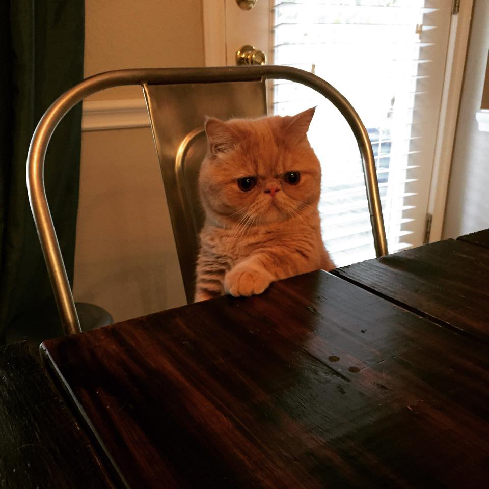 Cat — ranked #1