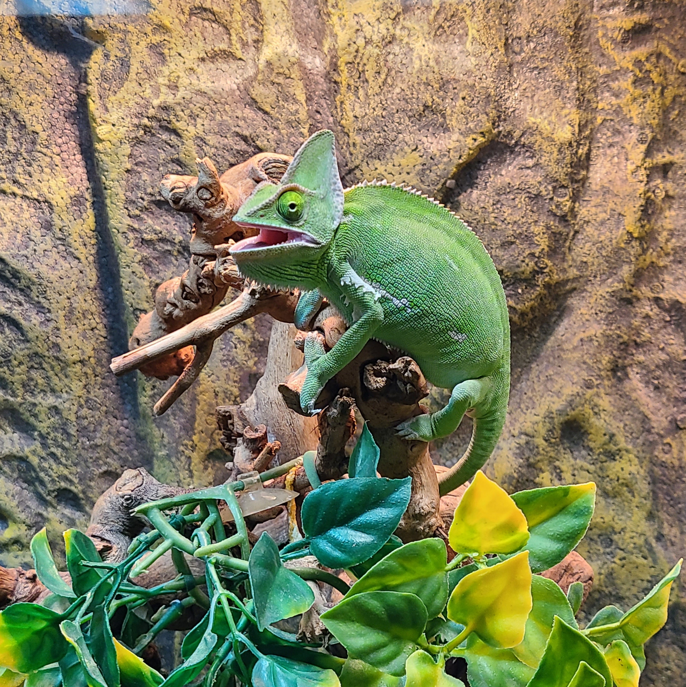 Chameleon — ranked #6