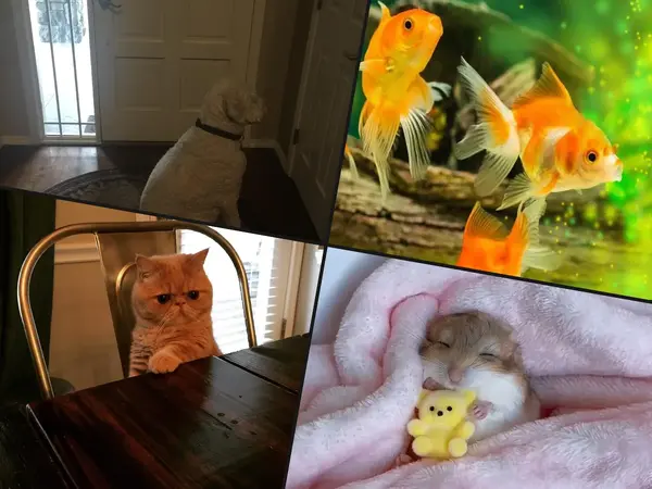 What is the most overrated pet?
