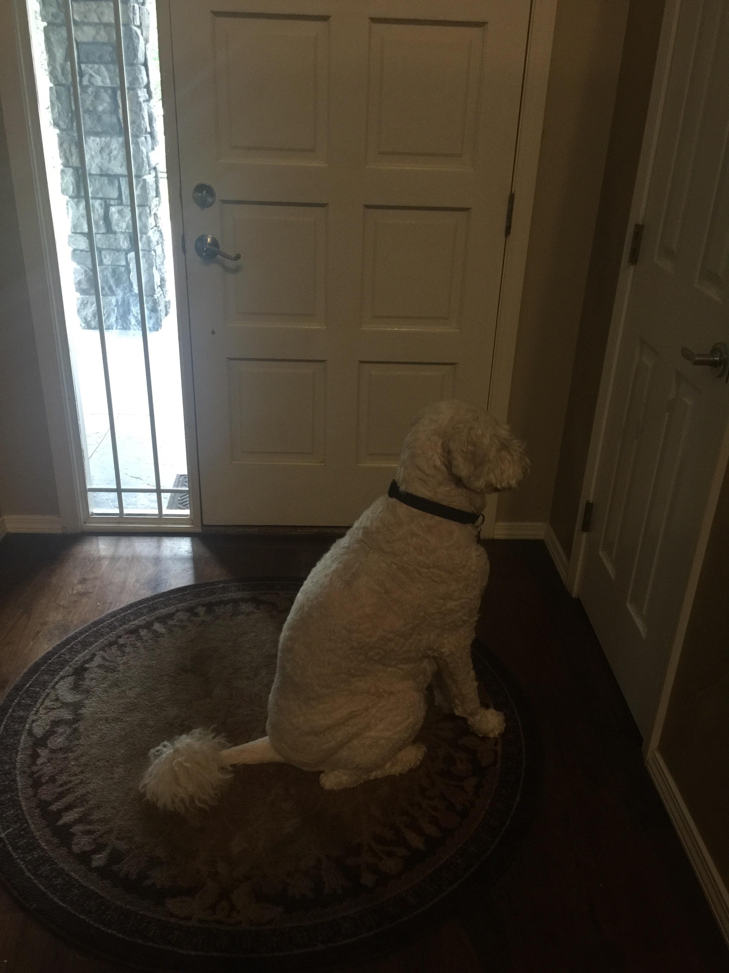 Dog — ranked #2