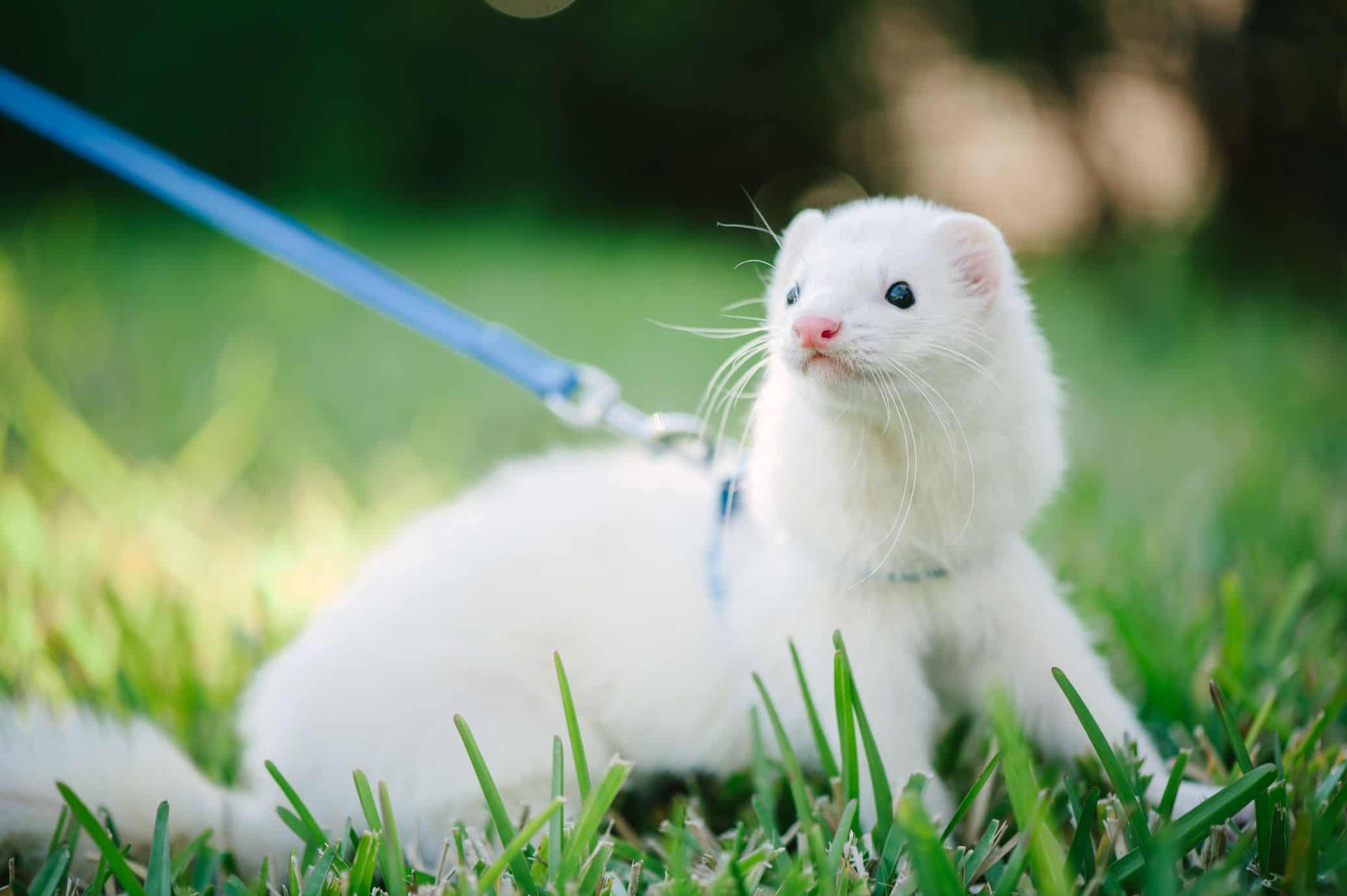Ferret — ranked #7