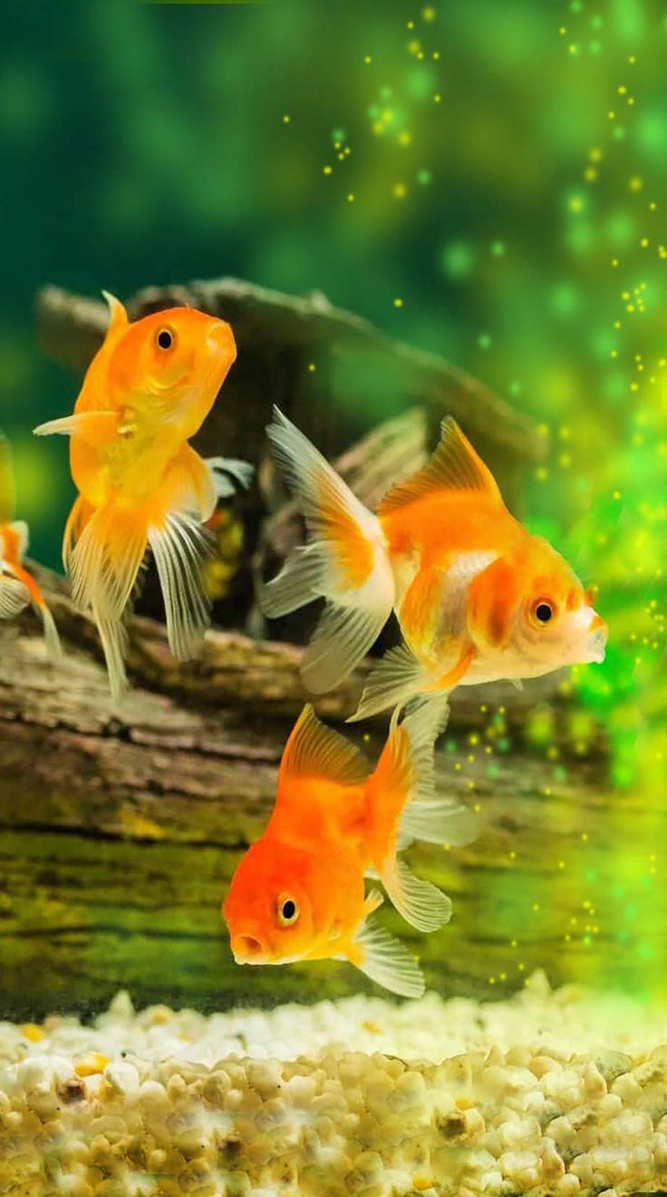 Goldfish — ranked #3