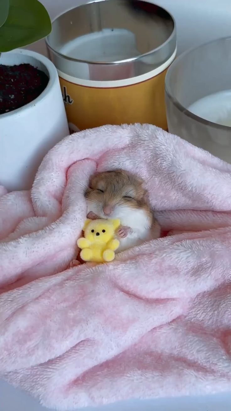 Hamster — ranked #4