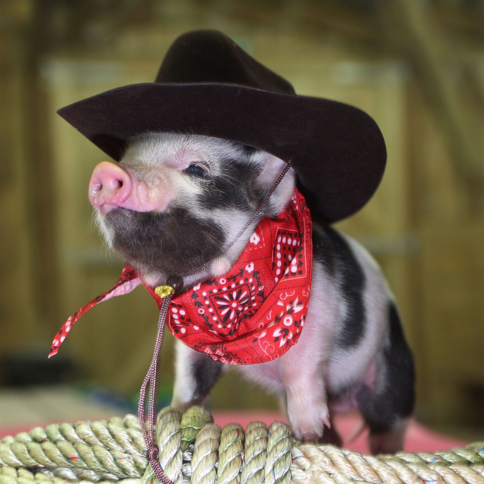 Micro Pig — ranked #10