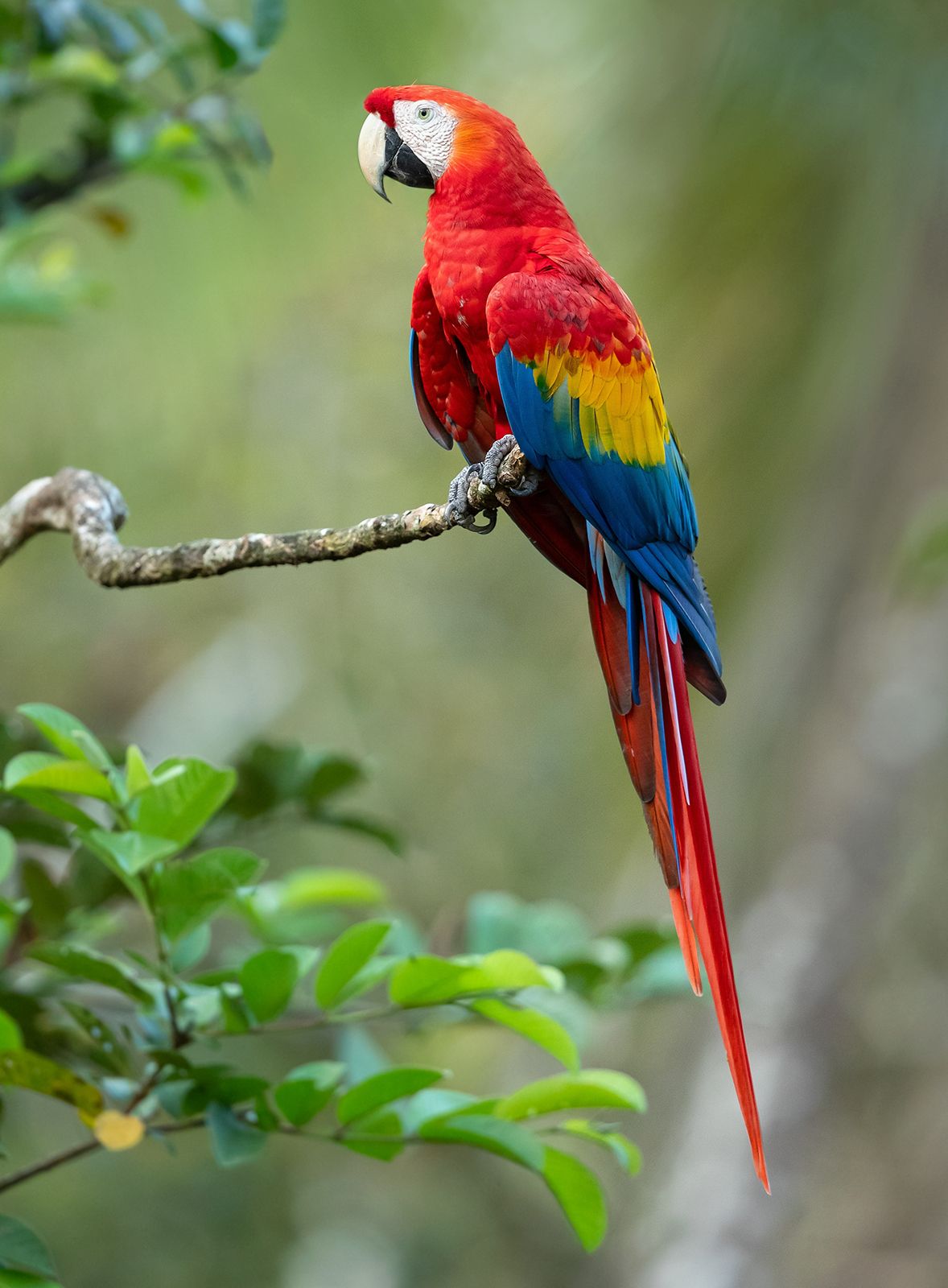 Parrot — ranked #5