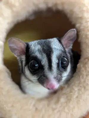Sugar Glider — ranked #8