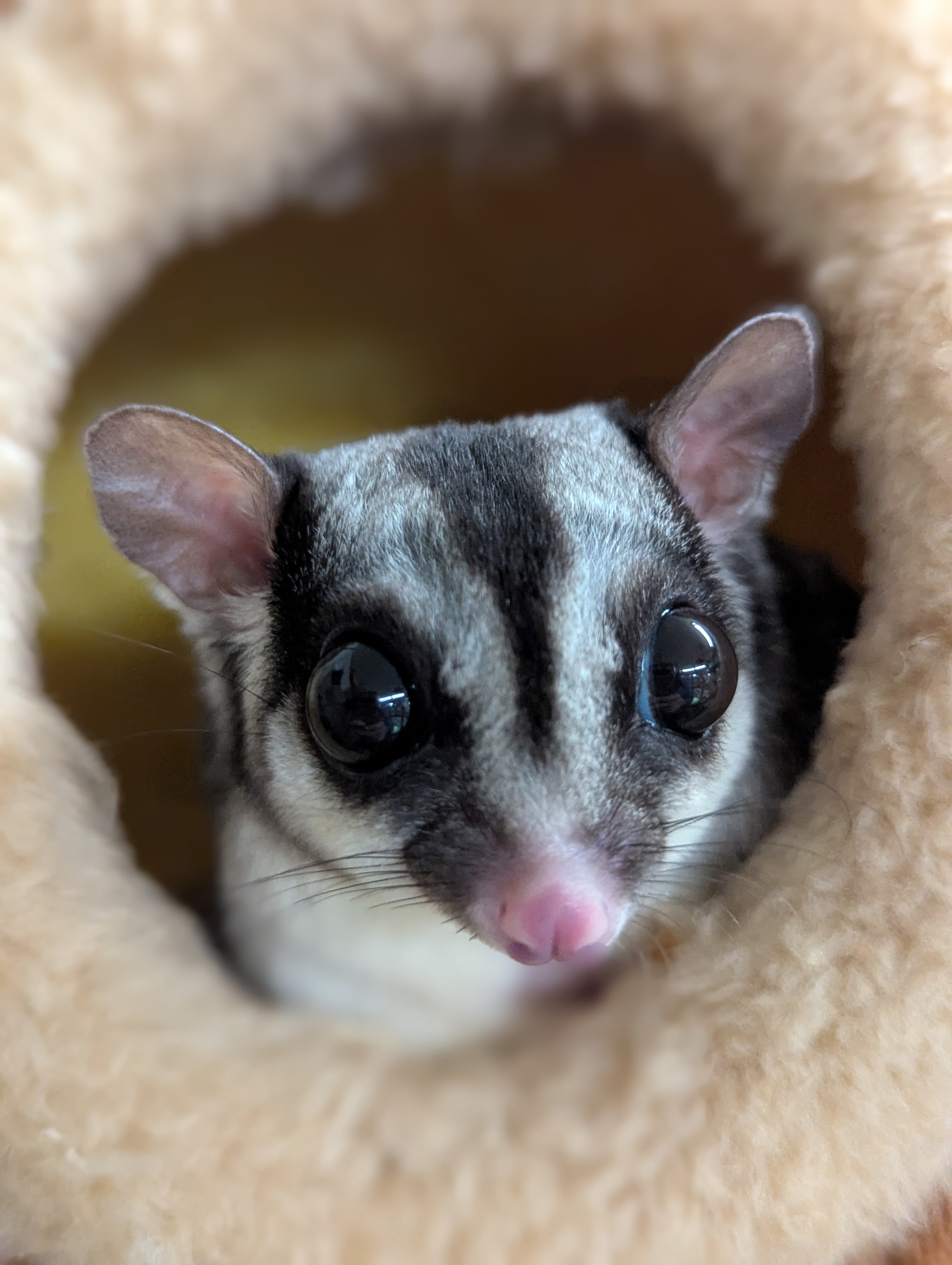 Sugar Glider — ranked #8