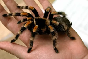 Tarantula — ranked #11