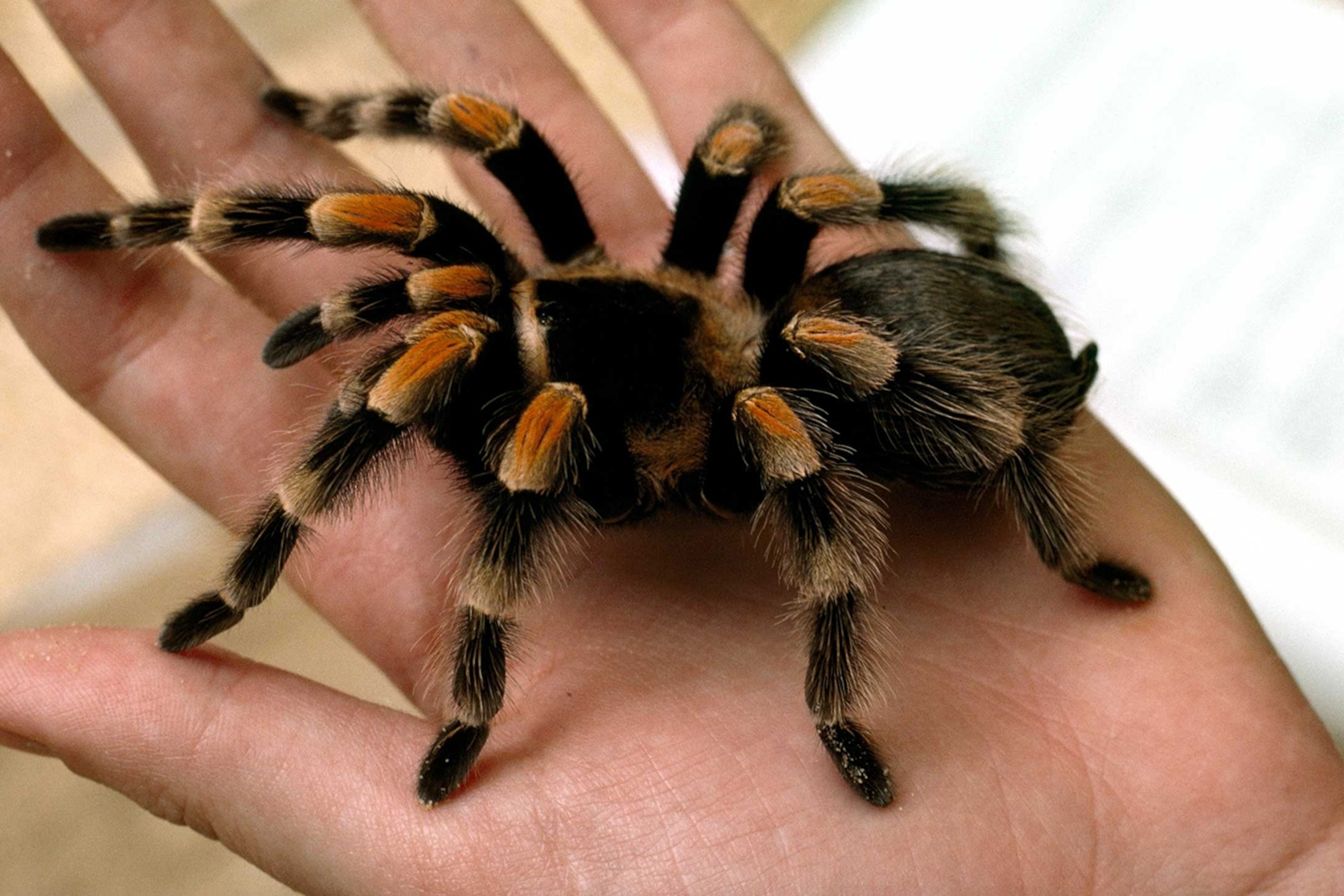 Tarantula — ranked #11