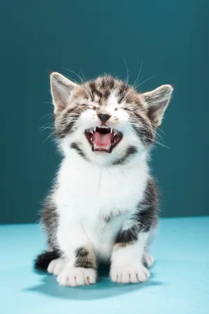 Cat Meow — ranked #9