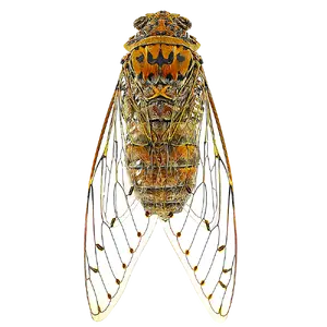 Cicada Buzz — ranked #11