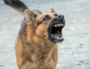 Dog Bark — ranked #8