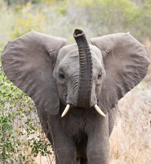 Elephant Trumpet — ranked #5