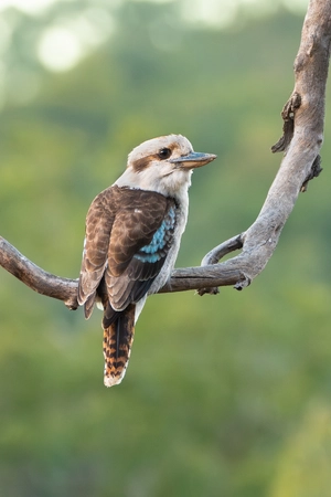 Kookaburra Laugh — ranked #12