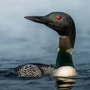 Loon Call — ranked #13