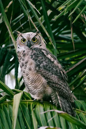 Owl Hoot — ranked #7