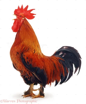 Rooster Crow — ranked #4