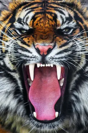 Tiger's Roar — ranked #2