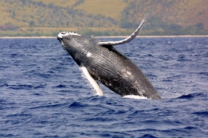Whale Song — ranked #6