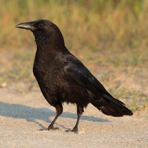American Crow — ranked #9