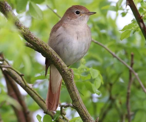Common Nightingale — ranked #4