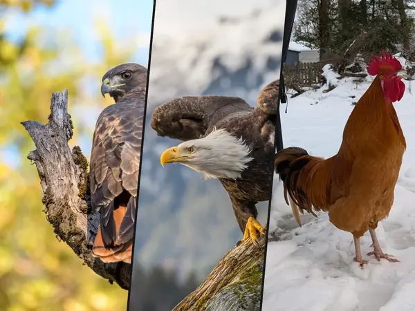 What is the most recognizable bird call?