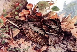Eastern Whip-poor-will — ranked #12