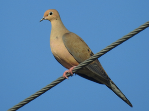 Mourning Dove — ranked #15