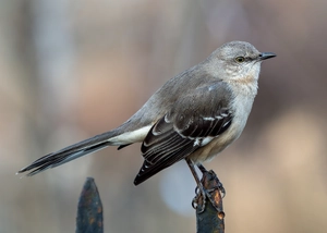 Northern Mockingbird — ranked #6