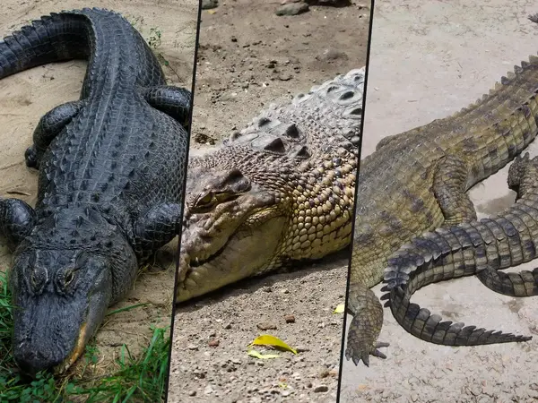 What is the scariest animal to meet in fresh water?
