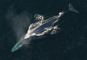 Blue Whale — What is the strongest animal in the ocean?