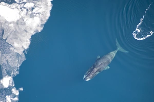 Bowhead Whale — ranked #16