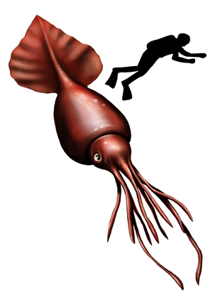 Colossal Squid — ranked #10