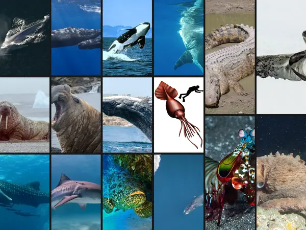 What is the strongest animal in the ocean?