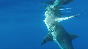 Great White Shark — ranked #12