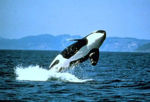 Orca — ranked #4
