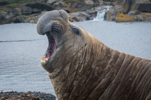 Southern Elephant Seal — ranked #5