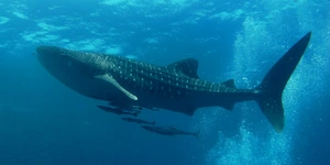 Whale Shark — ranked #7