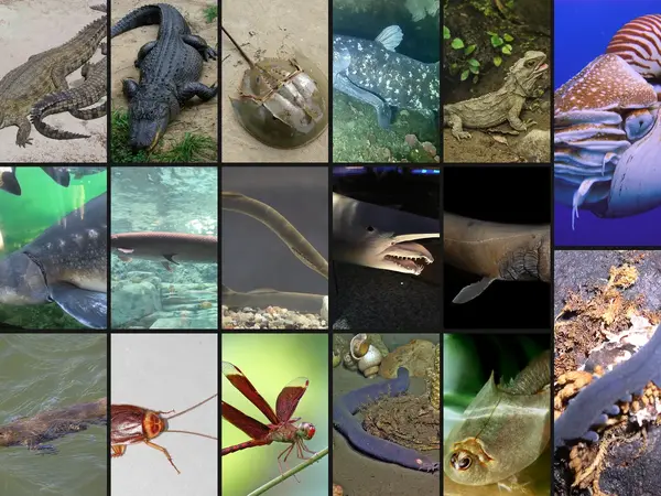Which animal has changed the least since the age of the dinosaurs?