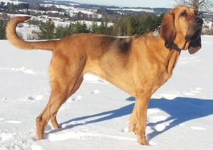 Bloodhound — Which animal has the best sense of smell?