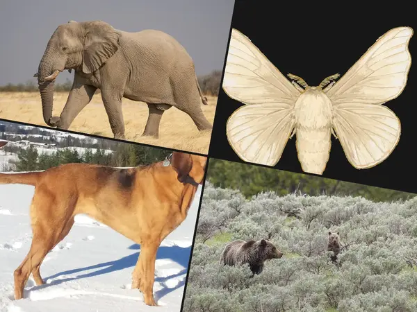 Which animal has the best sense of smell?