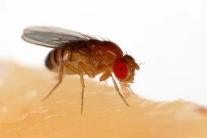 Fruit Fly — ranked #9