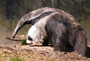 Giant Anteater — ranked #5