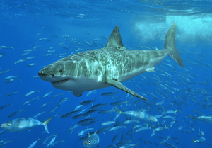 Great White Shark — ranked #11