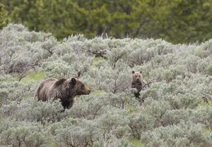 Grizzly Bear — ranked #4