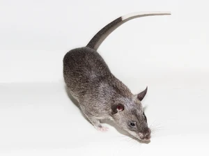 Rat — ranked #14