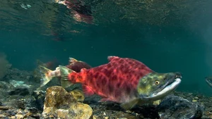 Salmon — ranked #15
