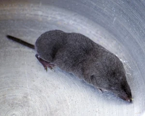Star-nosed Mole — ranked #13