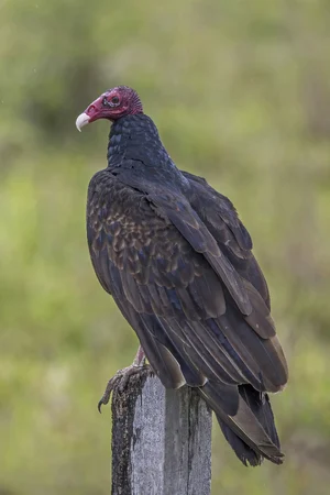 Turkey Vulture — ranked #6